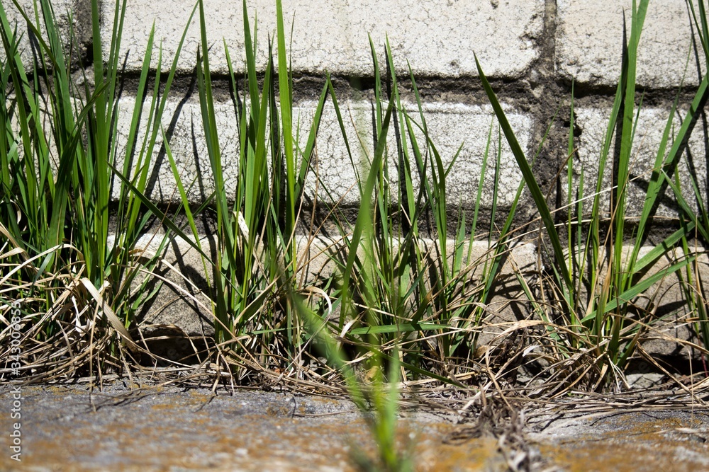 Green grass on white concrete. Green grass on white concrete.