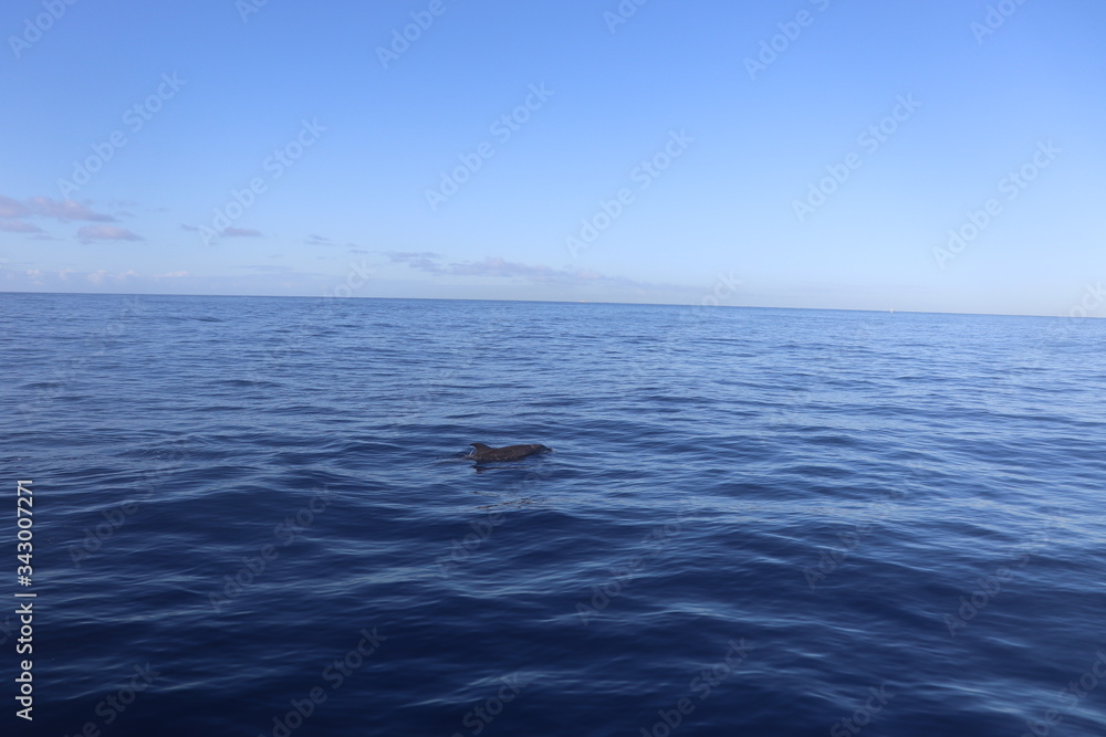 Dolphin in blue ocean of Hawaii Oahu Dolphin in blue ocean of Hawaii Oahu