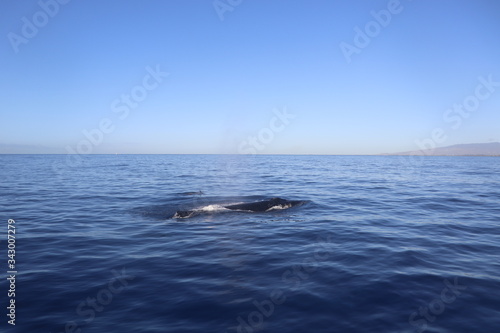 Huge whale in blue ocean of Hawaii Oahu © Verona