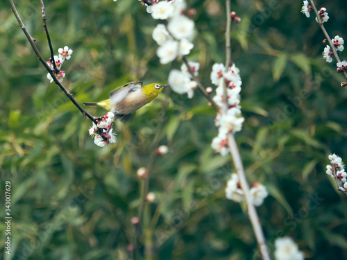 梅 plum メジロ white-eye
