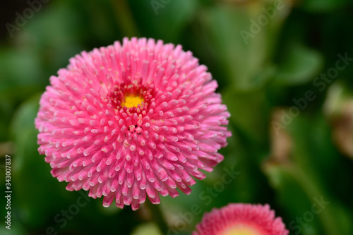 Spring flower in the garden close up