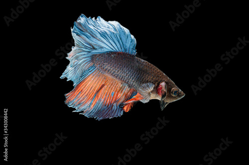 Three color fighting fish on a black background