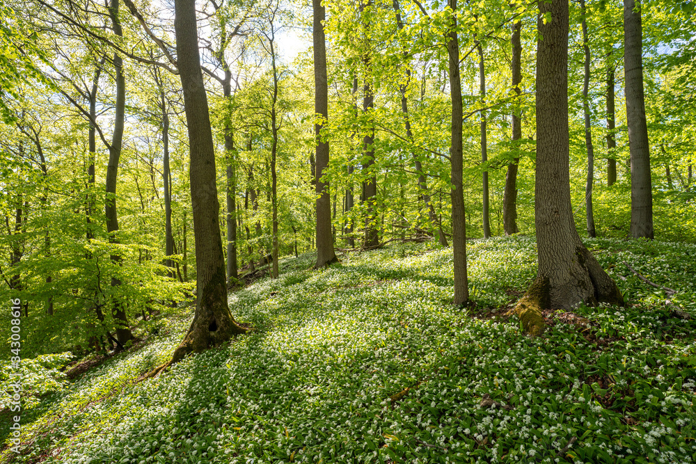 Fototapeta premium Blühender Bärlauch Wald
