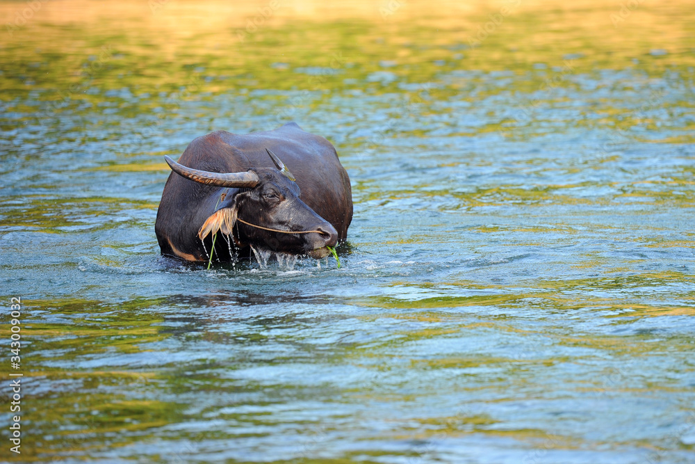 Fototapeta premium Big water buffalo taking bath in river
