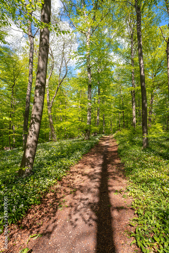 Blühender Bärlauch Wald