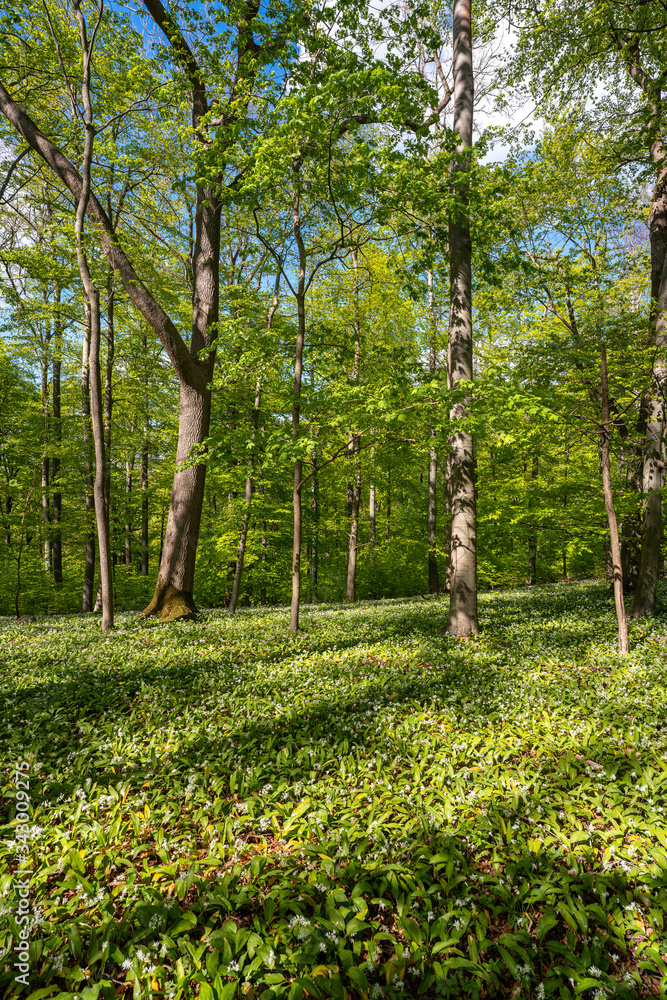 Fototapeta premium Blühender Bärlauch Wald
