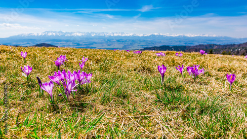 Fototapeta Naklejka Na Ścianę i Meble -  A group of purple flowers (Crocus scepusiensis) blooming in early spring in a clearing, with a panorama of the Tatra Mountains in the background. View from Gorce Mountains.