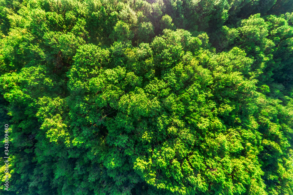 Naklejka premium Autumn pine forest nature. Vivid morning in colorful forest with sun rays through branches of trees. Scenery of nature with sunlight, Da Lat city, Lam Dong, Vietnam
