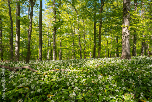 Blühender Bärlauch Wald