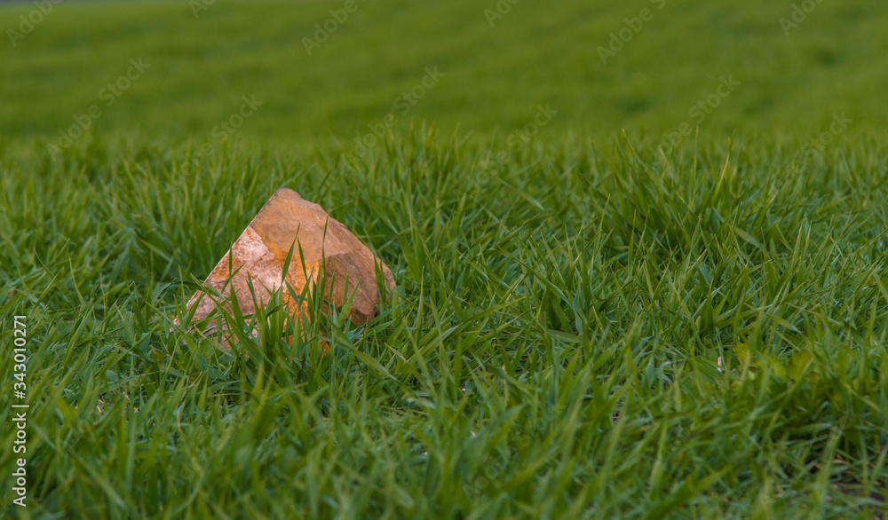 green grass on a wooden background green grass on a wooden background