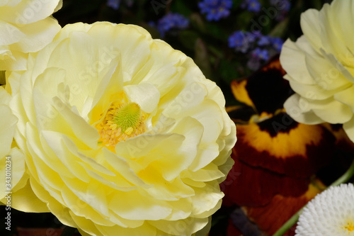 Spring flower in the garden close up