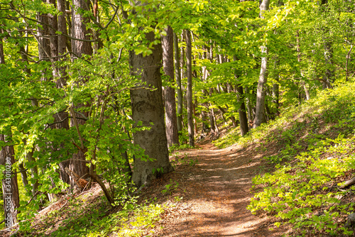 Bl  hender B  rlauch Wald