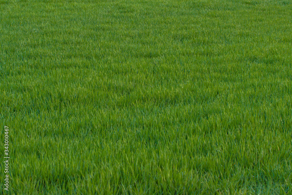 Fototapeta rice field in thailand