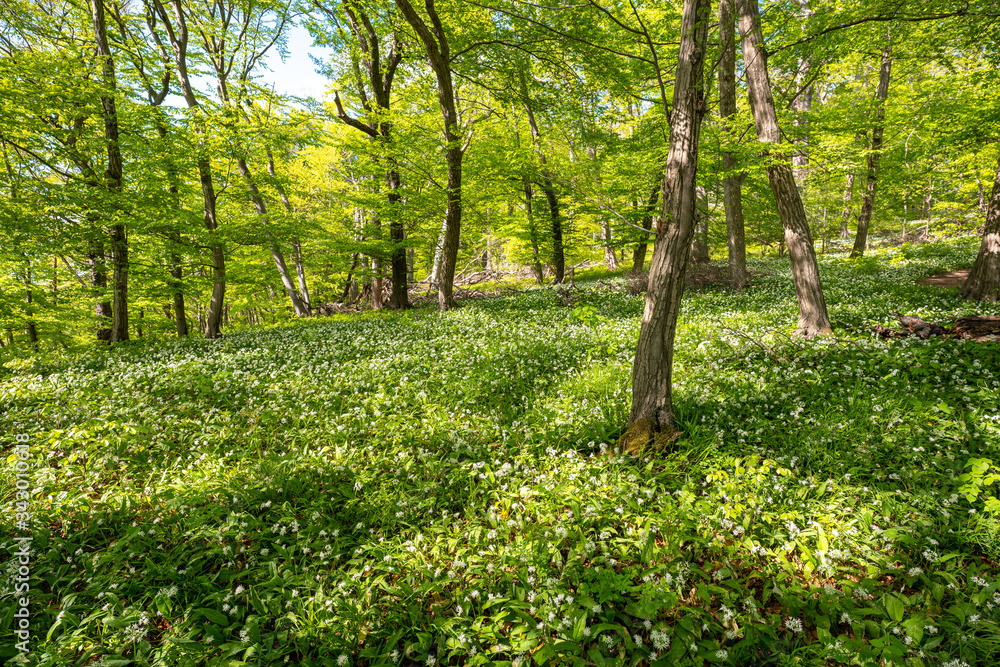 Fototapeta premium Blühender Bärlauch Wald