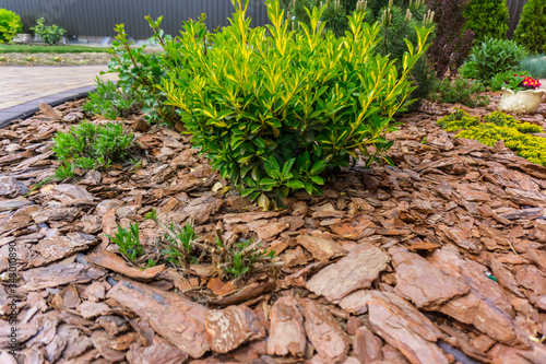 Tree bark for decoration and mulching in landscape design. Tree bark texture background closeup.