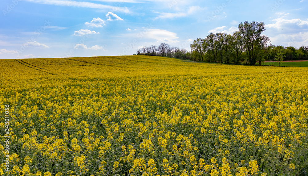 Ein wunderschöner Blick auf ein Rapfsfeld in der Nähe von Schwechat