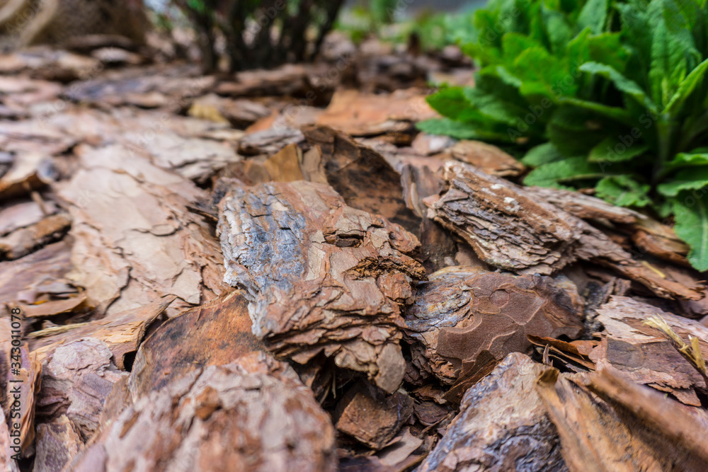 Tree bark for decoration and mulching in landscape design. Tree bark texture background closeup. Tree bark for decoration and mulching in landscape design. Tree bark texture background closeup.