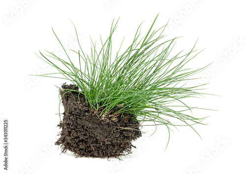 Green grass with earth isolated on a white background. Wild grass with soil.