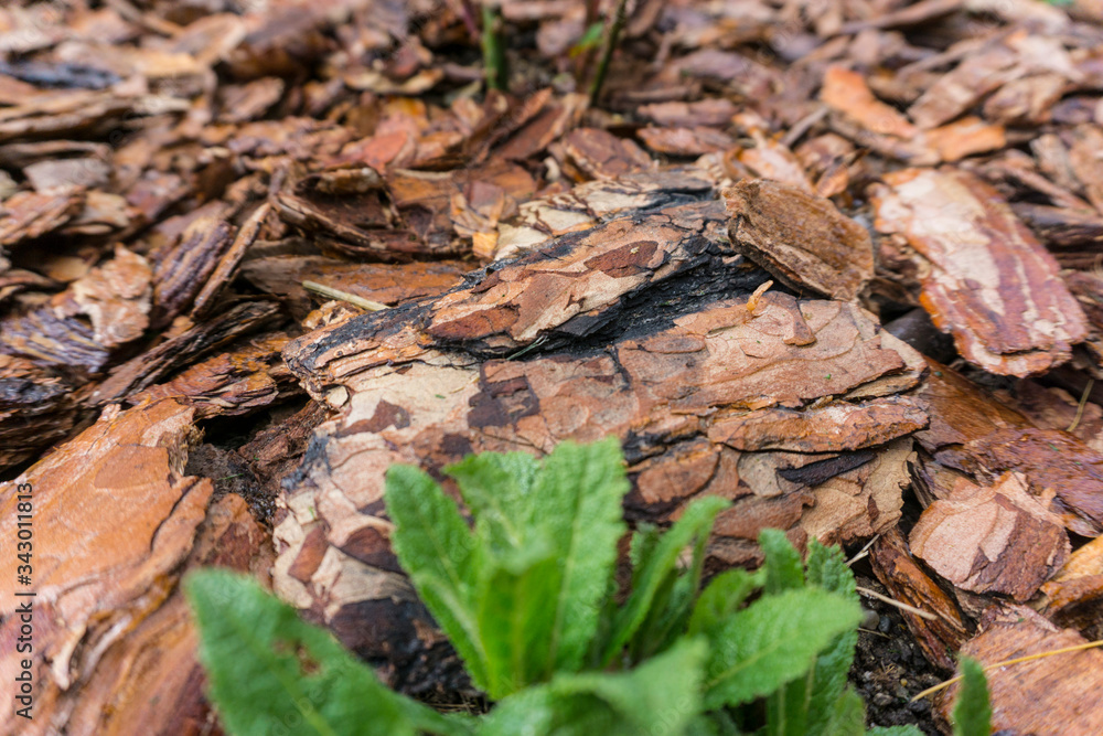 Tree bark for decoration and mulching in landscape design. Tree bark texture background closeup. Tree bark for decoration and mulching in landscape design. Tree bark texture background closeup.