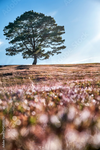 Wallpaper Mural November, aerial view of pink grass at Suoi Vang lake, Da Lat, Vietnam. Torontodigital.ca