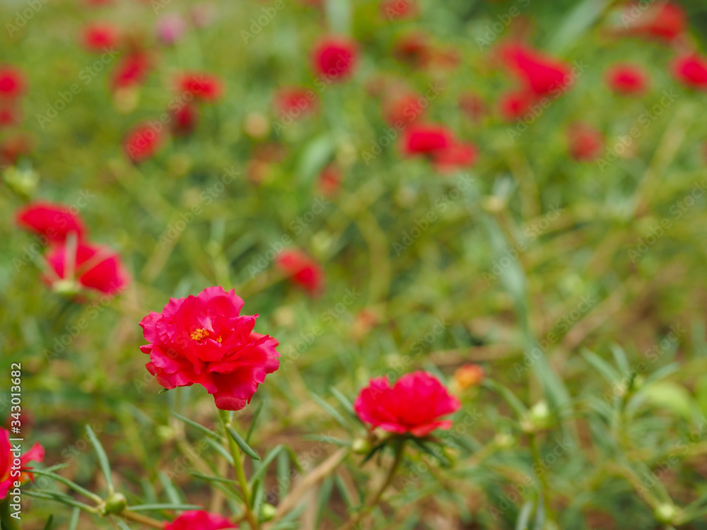 red poppy flowers