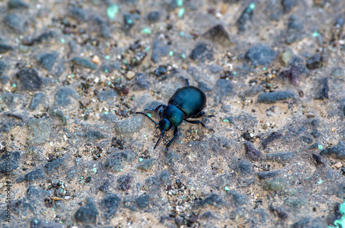 Wallpaper Mural detail of black leaf beetle in my garden Torontodigital.ca