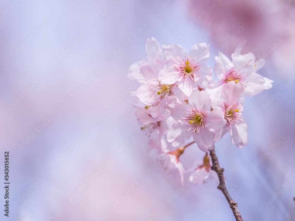 桜 Cherryblossom 