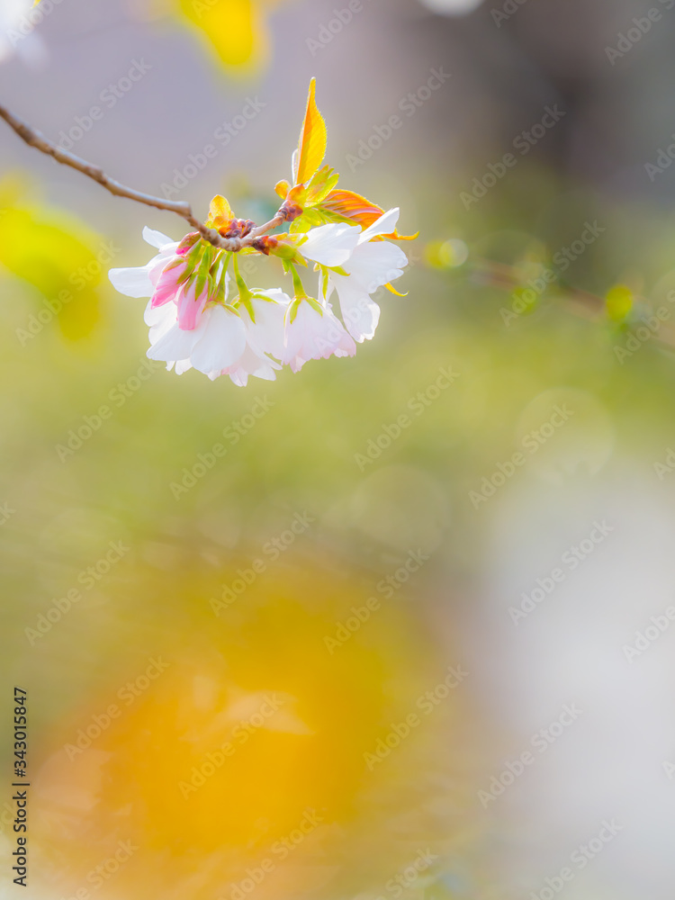 Obraz premium 桜 Cherryblossom 