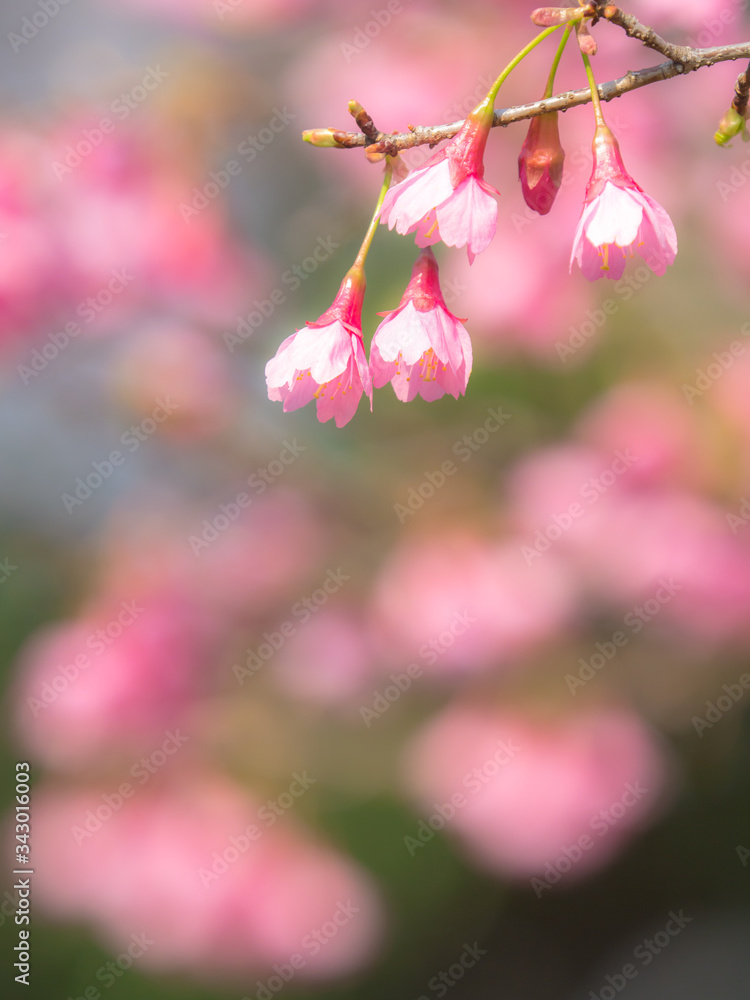 Fototapeta premium 桜 Cherryblossom 