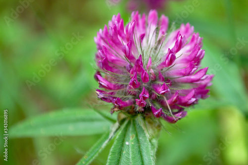 A close-up of a lilac forest flower in a spring forest.