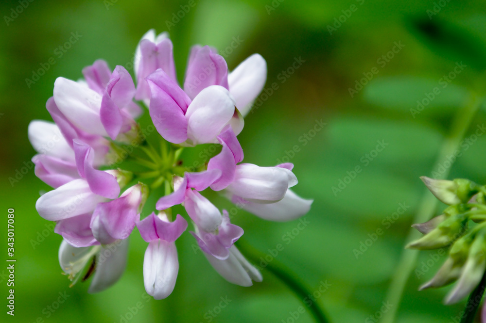 A macro shot of a spring forest flower in a spring forest in a picturesque meadow. A macro shot of a spring forest flower in a spring forest in a picturesque meadow.