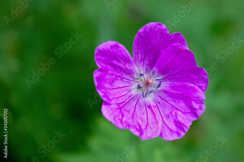Macro shot of a purple flower in a spring forest in a picturesque meadow.