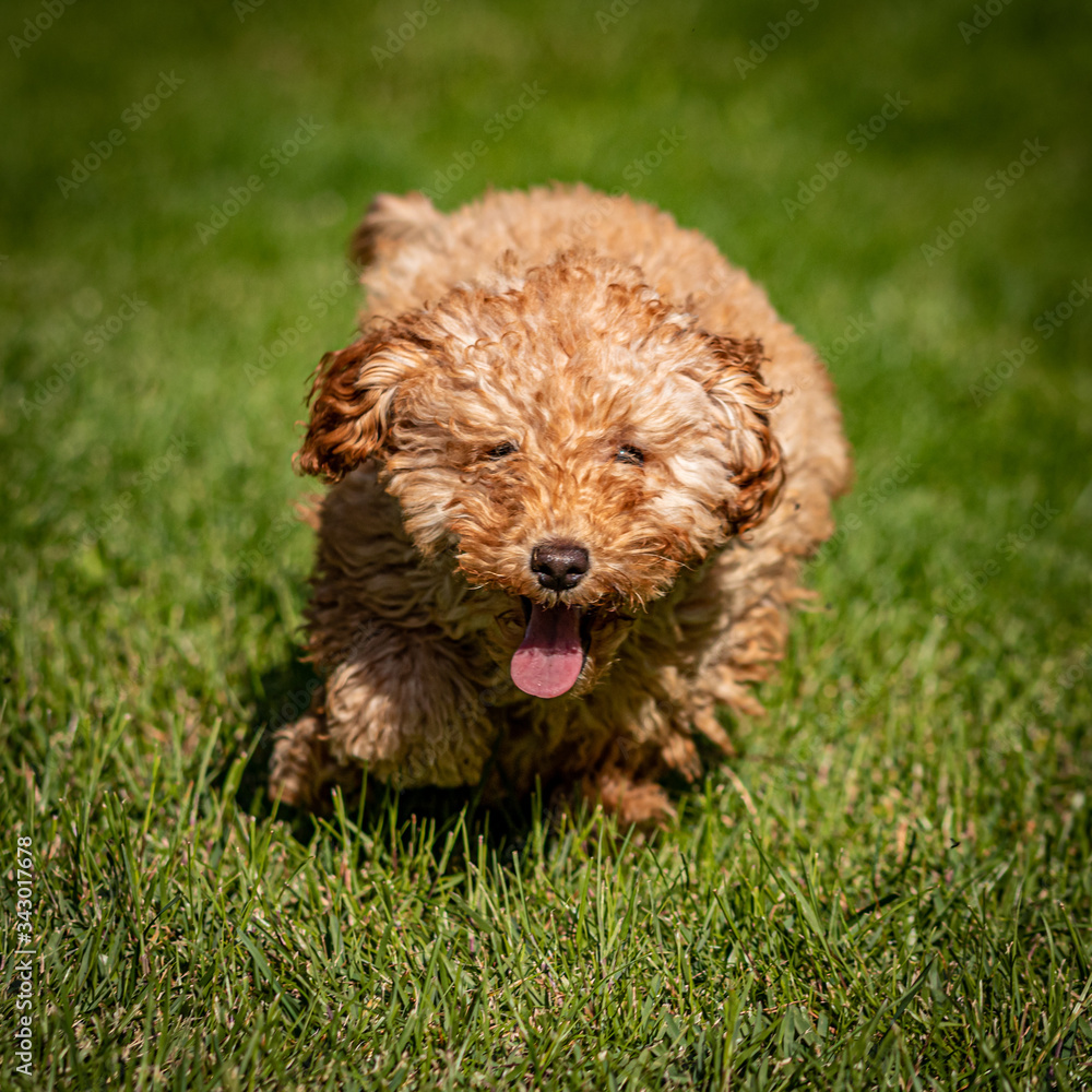 poodle puppy on grass poodle puppy on grass