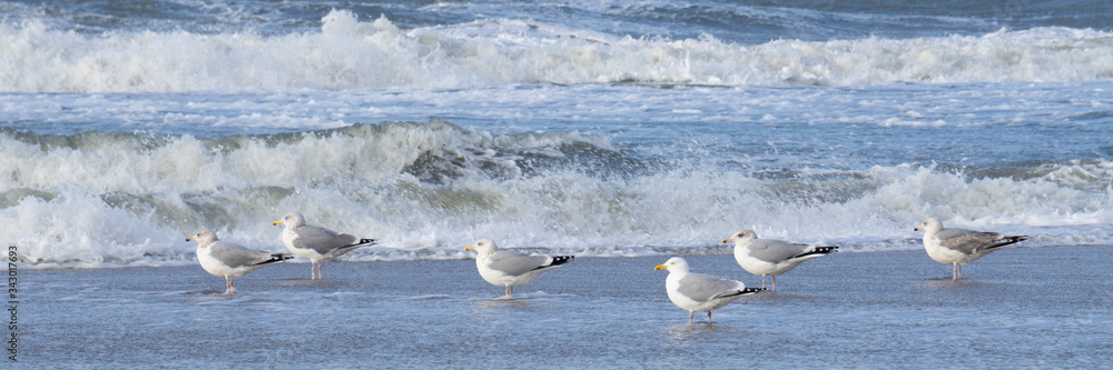Obraz premium Möwen (Laridae) an der Nordseeküste, Insel Sylt, Nordfriesland, Schleswig-Holstein, Deutschland, Europa