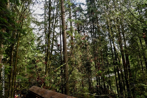 capilano suspension bridge 