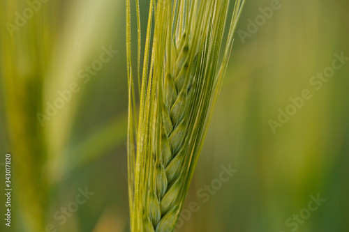 stalk of young green Wheat