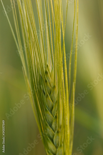 stalk of young green Wheat