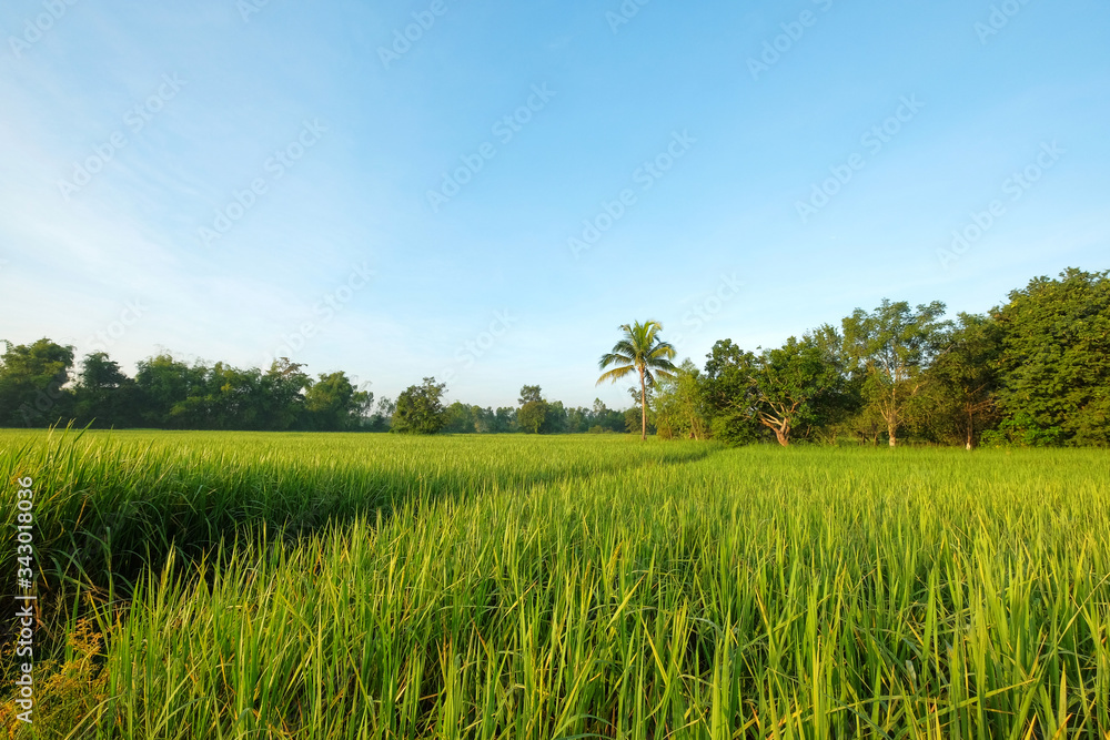 green rice field with blue sky background.