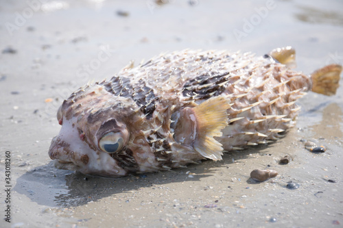 Isolated Porcupine fish also known as puffer fish washed up in Hat Chao Mai National Park, Sikao, Trang, Thailand photo