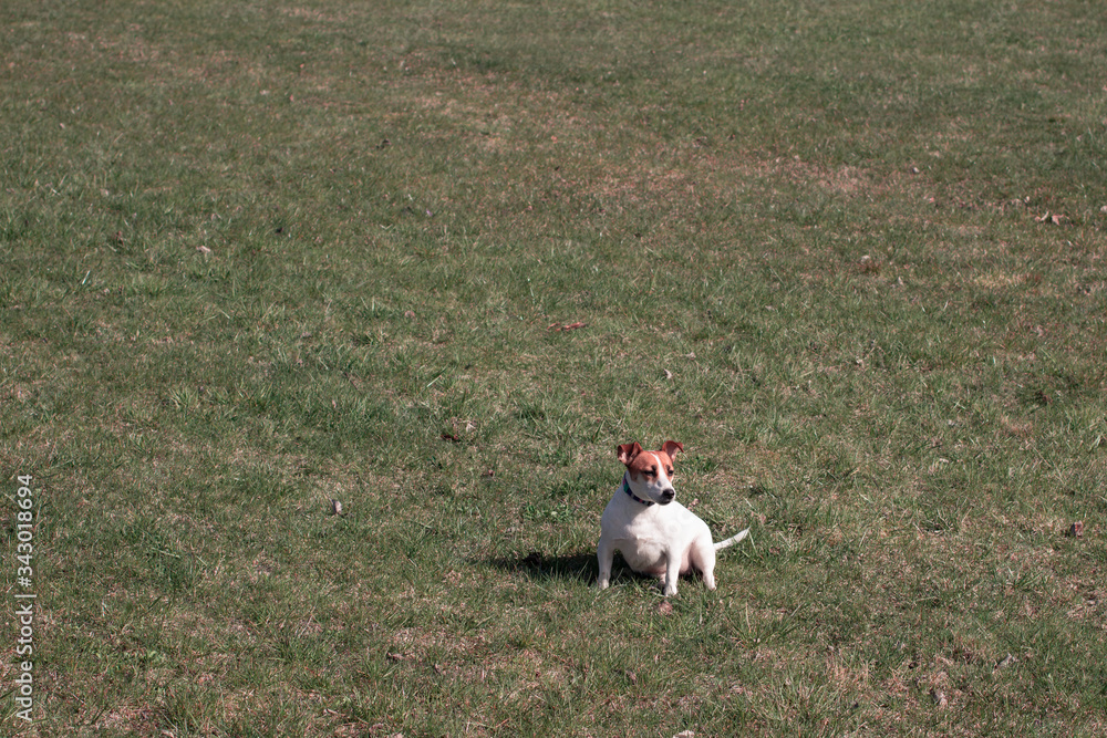 A Little white Dog Jack Russell Terrier Sitting at summer in green grass in a park A Little white Dog Jack Russell Terrier Sitting at summer in green grass in a park