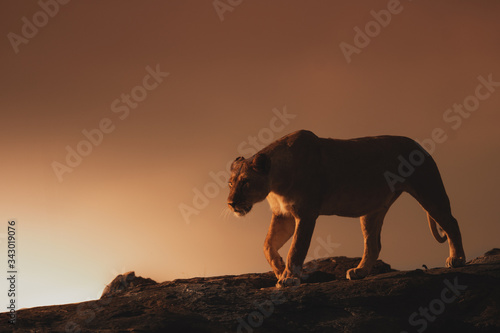 Wildlife photography or images of African Wild Lion from Masai Mara, Kenya.