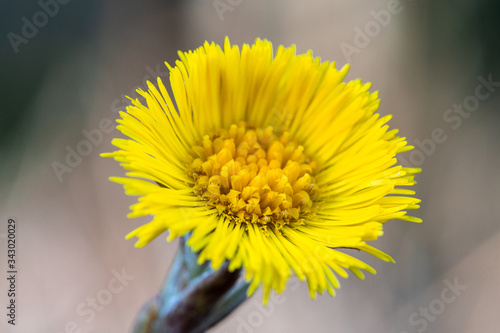 Close up of a yellow coltsfoot in spring sunlight