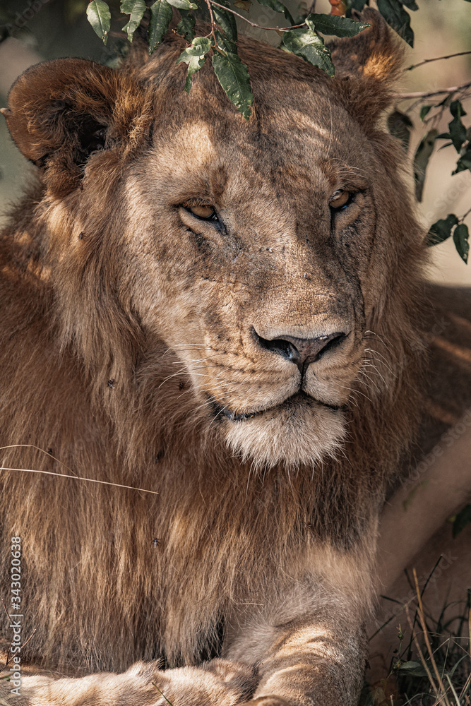Wildlife photography or images of African Wild Lion from Masai Mara, Kenya. Regular close up intense portrait of African Lion.