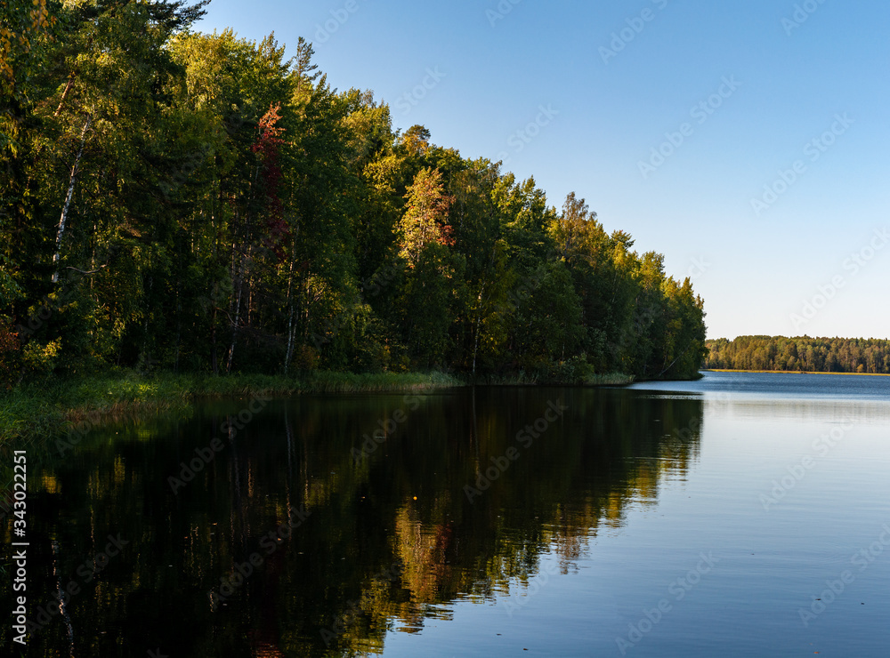 forest reflected in the water on a sunny summer day