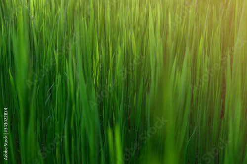 Grass. Fresh green spring grass with dew drops closeup. Sun. Soft Focus. Abstract Nature Background