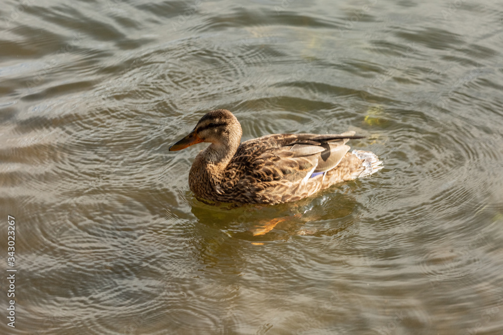 a lonely beautiful migratory wild duck floating on a pond, a brown plumage and a yellow beak, traces on the water behind a duck, a duck in a natural environment, daylight a lonely beautiful migratory wild duck floating on a pond, a brown plumage and a yellow beak, traces on the water behind a duck, a duck in a natural environment, daylight