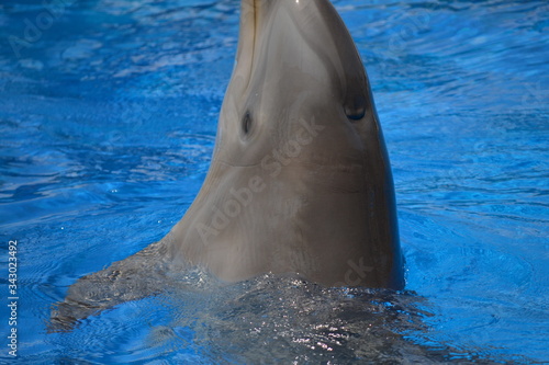 Beautiful Dolphin 