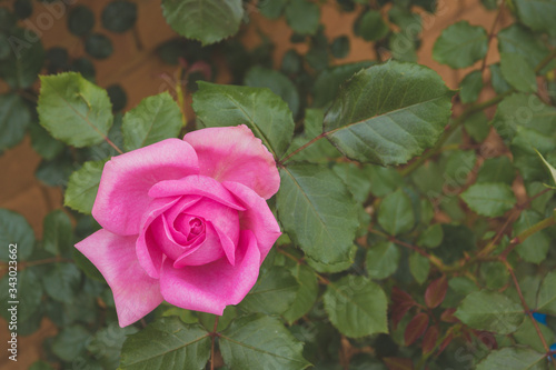 Beautiful Up Close Pink Rose In The Garden In Huis Ten Bosch Theme Park,Sasebo,Kyushu,Japan