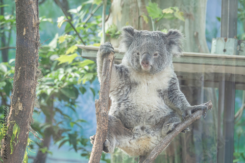 Fototapeta Naklejka Na Ścianę i Meble -  Zoo - Koala