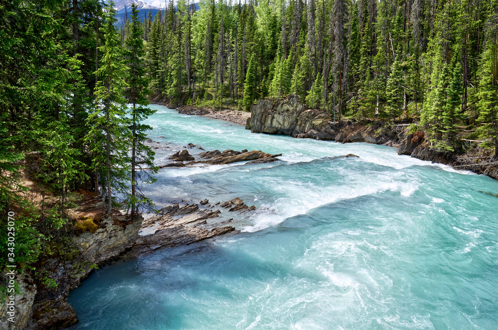 Naklejka premium beautiful turquoise Kicking Horse river with the purest glacier water in evergreen forest. beautiful forest landscape, Yoho National Park, British Columbia, Canada